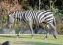 動物図鑑・グラントシマウマの写真 8